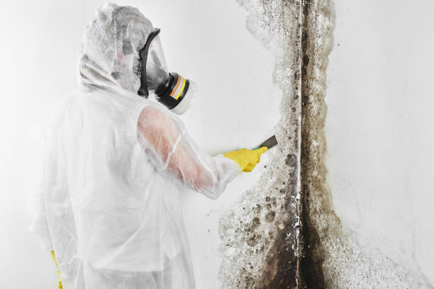 Best Toxic Mold Removal  in Half Moon, NC