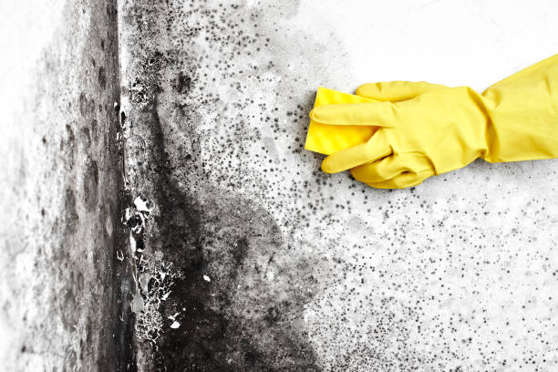 Best Certified Mold Removal  in Half Moon, NC