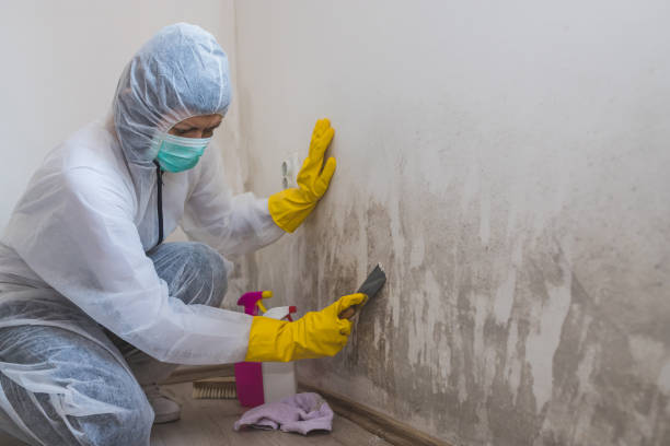 Best Office Mold Removal Services  in Half Moon, NC