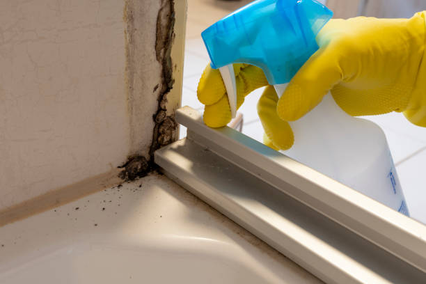Best Professional Mold Removal  in Half Moon, NC