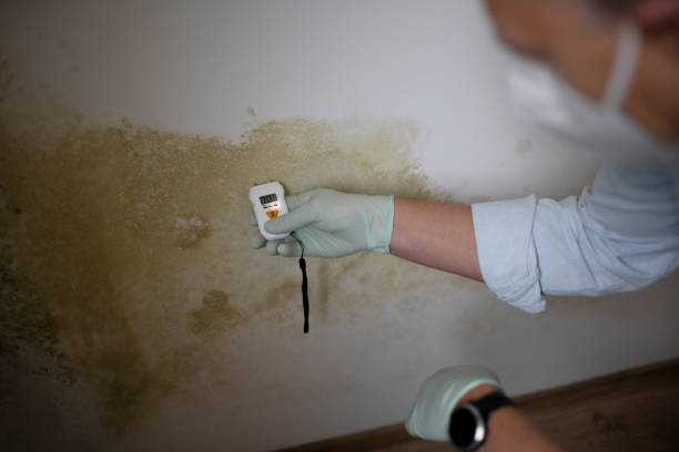 Best Certified Mold Removal  in Half Moon, NC