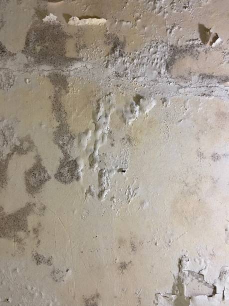 Best Emergency Mold Removal  in Half Moon, NC