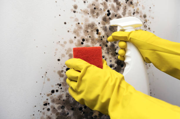 Best Black Mold Removal  in Half Moon, NC