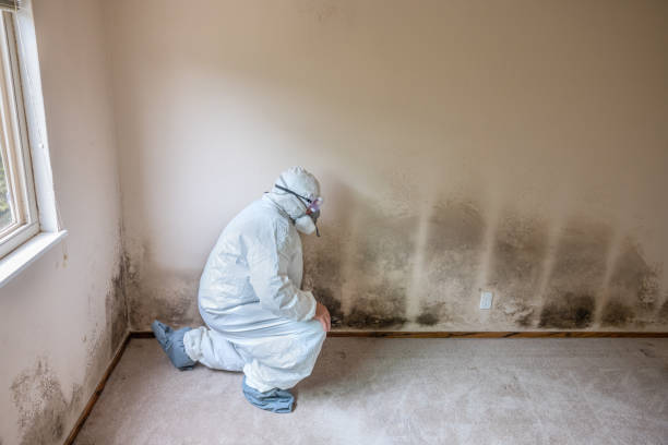 Best Attic Mold Removal  in Half Moon, NC