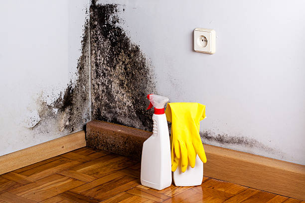 Best Home Mold Removal  in Half Moon, NC