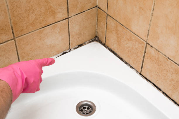 Trusted Half Moon, NC Mold Removal Experts